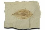 Fossil Coffeetree Leaf (Gymnocladus) - Utah #356121-1
